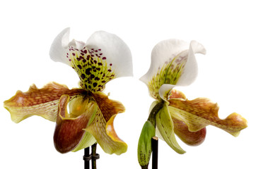 Close up van orchidee (Paphiopedilum Maudiae)