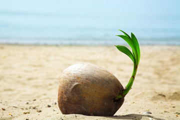 coconut