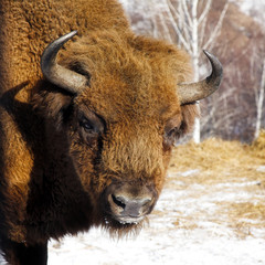 wild bison © Vasiliy Koval