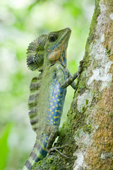 A male great angle head lizard