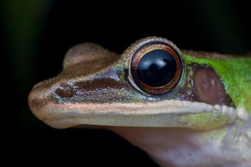 Profile of a frog