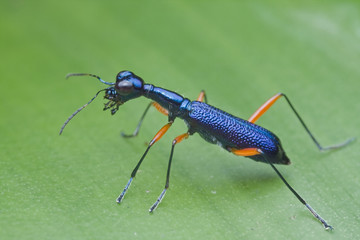 A blue tiger beetle