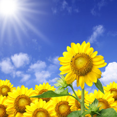 Summer sun over the sunflower field