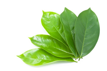 Leaf