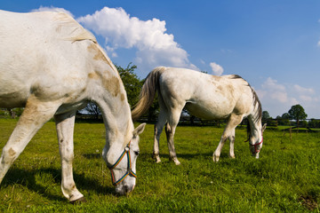 Obraz premium horse