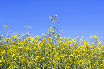 view the sky through the green grass with yellow flowers