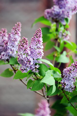 twigs purple lilacs