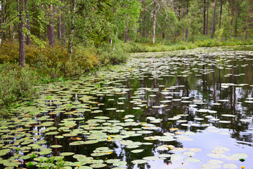 Forest pond