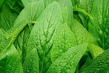 Green leaf background abstract of nature