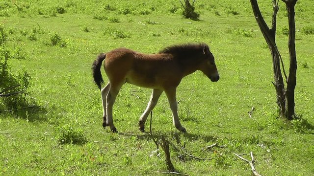 Exmoor-Pony