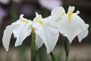 Naklejka na ściany i meble Iris cienki makijaż (North Ayase rozszerza U stycznia shabu bagno Park)