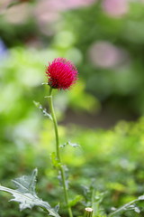 深紅のアザミ (白山神社・東京都文京区)