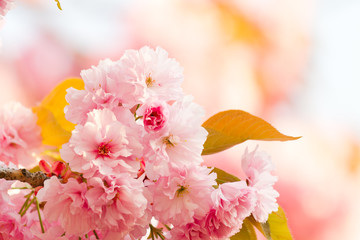 Prunus serrulata “Kanzan“ - Sakura