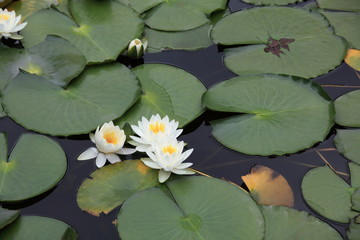 睡蓮 (小石川後楽園)