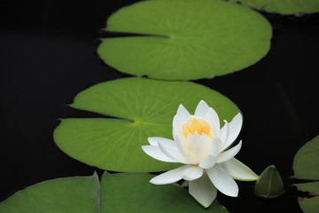 睡蓮 (小石川後楽園)