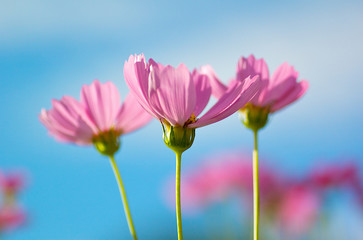 Fototapeta premium COSMOS