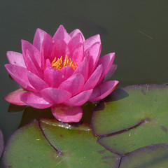 pink lily in garden pond