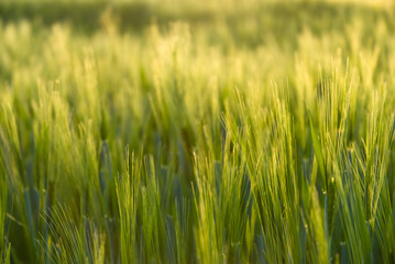 Weizenfeld frühes wachstum