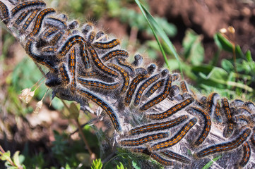 Malacosoma castrensis