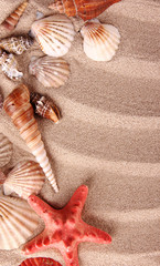 Sea shells on sand