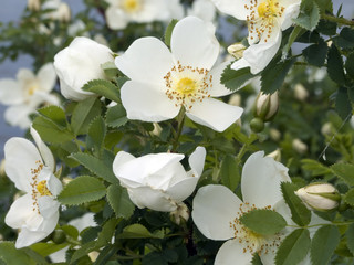 flowering briar