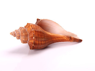 Sea shell on white background