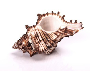 Sea shell on white background