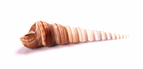 Sea shell on white background