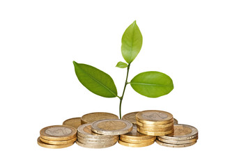 Citrus sapling  growing from coins