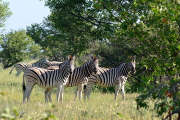 three curious zebras