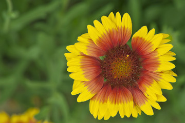 小花