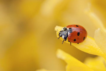 Fototapeta premium Ladybird on yellow flower of forsythia.