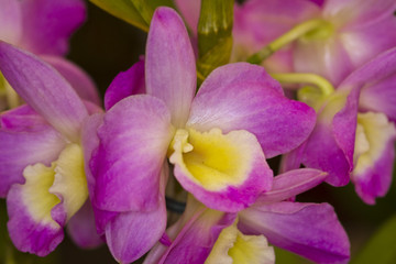 orquidea 5 © Reynaldo G. Lopes
