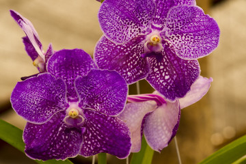 orquidea 9