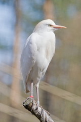 bubulcus ibis Zoo The Netherlands