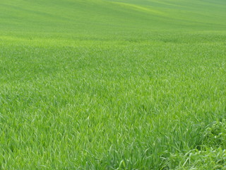 Zieleń © bnorbert3