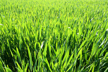 Detail of spring field