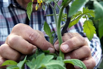 Gärtner pflegt seine Tomatenpflanzen