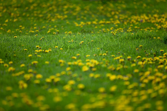 Wiese mit Löwenzahn - Lawn with dandelion