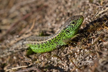 Sand lizard location Wolfheze the Netherlands