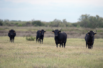Camargue bulls