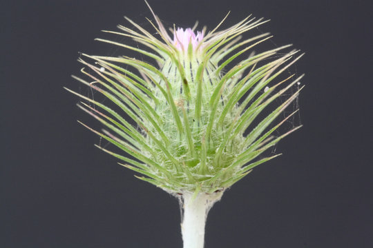 kleinkoepfige Distel