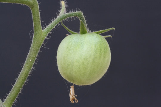 Tomate