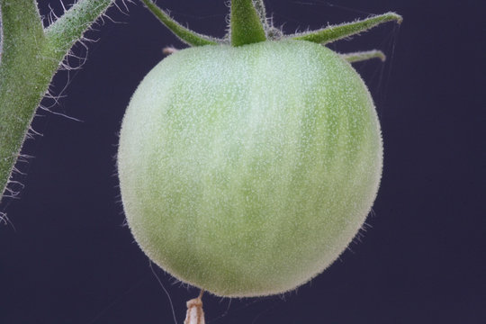 Tomate