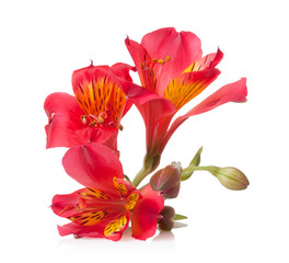 Alstroemeria flower