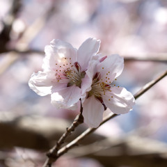 Cherry blossom close-up