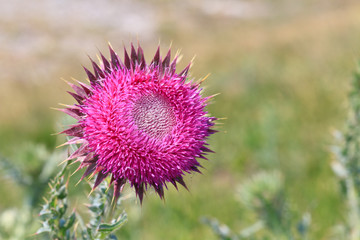 Thistle Flower Close Up View