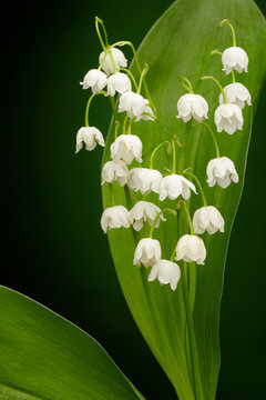 Fototapeta Convallaria majalis