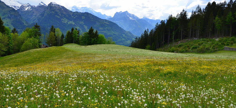 alpage....fenaison