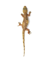Gecko lizard in vertical climb